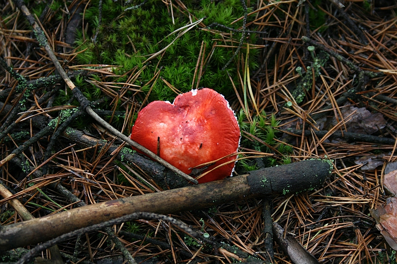 Rostoczek 11.2008 012
